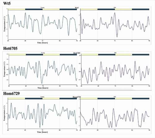 Figure 6. De-squared core body temperature time series for one mouse for each genotype at 4–5 months (left) and 10–11 months (right).