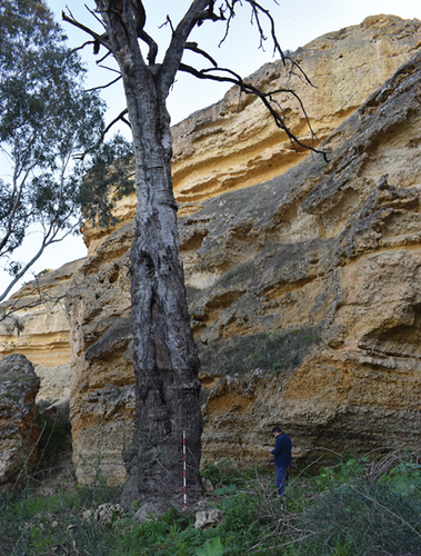 Figure 13. Cave Cliffs “canoe tree”, 15 June 2023.
