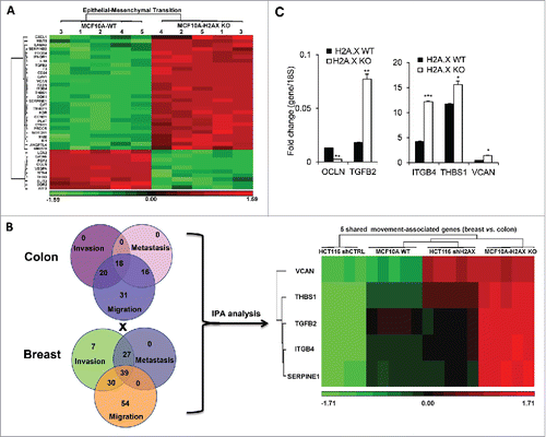 Figure 2. H2A.X loss in MCF10A results in a robust activation of Epithelial-Mesenchymal Transition. (A) Heat map of the 39 differentially expressed genes (DEGs) related to Epithelial-Mesenchymal Transition (EMT). Five (5) replicates were used for either parental or H2A.X Knockout cells. (B) (Left) Venn diagrams of differentially expressed genes in human colon cancer cells HCT116 and breast cells MCF10A, associated with the invasion, migration and metastasis pathways using IPA. Differentially expressed genes (DEGs) were generated using Partek Genomics Suite software, version 6.6. (Right) Heat map of the 5 movement-associated genes shared by colon cancer cells HCT116 and breast cells MCF10A. (C) Verification of the main genes shared in (B) by real time PCR. Expression values are relative fold change for gene transcripts normalized to 18S RNA (gene/18S ratio). Error bars represent the SEM (n = 3). Statistical significance was determined by a 2-tailed, unpaired Student's t-test.