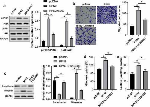 Figure 5. RPN2 regulated the characteristics of LSCC via activating the PI3K/Akt pathway through elevating ROS. (a) Western blot was used to measure the protein levels of p-PI3K, PI3K, p-Akt, and Akt. (b) AMC-HN-8 cells that transfected with RPN2 overexpressing or pcDNA control plasmid for 48 h were treated with or without LY294002 (2 μmol/l) for 24 h, and the migration of these cells was analyzed by Transwell assay. (c) EMT-related proteins E-cadherin and Vimentin were measured by Western blot. Glucose uptake (d) and lactate release (e) were determined by appreciate kit, respectively. *P < 0.05.