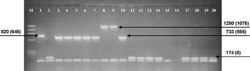 Fig. 1. An agarose gel (representing a subset of 742 Porphyra samples) illustrating an initial amplification screening for the presence of 1506 introns with flanking primers porint1 and porint2. The lanes show variable size introns or templates that lacked intron amplification. All fragments showing the 174 bp band size represent samples lacking the 1506 intron (shown as the top band of a doublet, the lower band represents primer dimer). The first lane (M) is a ΦX/Hae III DNA size marker. Numbers attached to arrows represent amplification size class and actual intron size (parentheses) in bp. Lane 1–2: P. purpurea (Orr's Island, Maine); 3–10: P. linearis (Rachel Carson Salt Pond Reserve, Bristol, Maine); 11–15, 17–19: P. umbilicalis (Peak's Island, Casco Bay, Maine); 16: Negative control; 20: P. linearis (Old Soaker, Mount Desert Island, Maine).