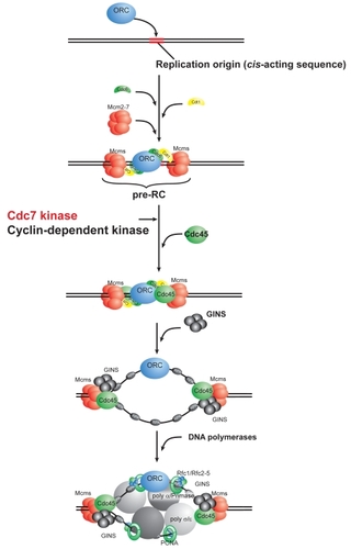 Figure 2 Scheme of initiation of eukaryotic DNA replication and action of Cdc7 kinase. Eukaryotic DNA replication is initiated by binding of ORC (origin recognition complex) at a replication origin. With the aid of Cdc6 and Cdt1 proteins, Mcm (minichromosome maintenance) is delivered at the origin, generating pre-RC (pre-replicative complex). Cdc45 associates with the pre-RC, followed by GINS complex. Phosphorylation by Cdk and Cdc7 is required for this step. It was reported that phosphorylation of the N-terminal tails of Mcm2, Mcm4, and Mcm6 proteins facilitates association of Cdc45 and other proteins with Mcm (CitationMasai et al 2006; CitationSheu et al 2006). Active replication forks are generated by association of three DNA polymerases at the origin.