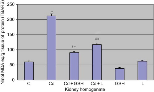 Figure 2.  The level of TBARS in kidney tissue in experimental groups with cadmium, glutathione, and lipoic acid. Data are mean ± SE values. TBARS, thiobarbituric acid-reactive substance (TBARS); C, control group; Cd, cadmium group; MDA, malondialdehyde.Note: *p < 0.001 versus C, **p < 0.001 versus Cd.