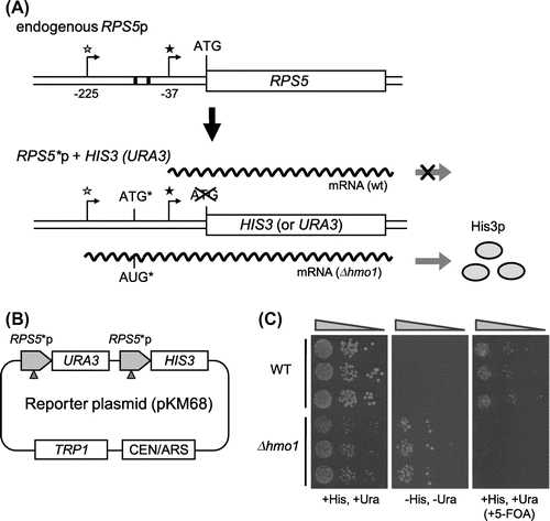 Fig. 1. Construction of an in vivo reporter system to monitor defects in binding of Hmo1 to the RPS5 promoter.Notes: (A) A schematic illustration of the endogenous RPS5 gene (upper panel) and the reporter gene (RPS5*p + HIS3 (URA3)) (lower panel). The filled asterisk indicates the major TSS (−37) in the RPS5 promoter and the open asterisk indicates one of the upstream TSSs (−225) that was enhanced in Δhmo1 cells. The positions of the TSSs are numbered relative to the start codon. In the reporter gene, the start codons of the HIS3 and URA3 genes were deleted and an artificial ATG start codon (ATG*), which was in-frame with the HIS3/URA3 gene, was created upstream of the major RPS5 TSS at position −159 (see also Supplemental Fig. 2). (B) A schematic illustration of the reporter plasmid used in the genetic screen. The HIS3 and URA3 genes lacking a start codon were fused to the modified RPS5 promoter (RPS5*p). The arrowheads indicate the artificially created start codons, as shown in Supplemental Fig. 2(B). (C) The growth of wild-type and Δhmo1 cells containing the RPS5*p + HIS3 (URA3) reporter plasmid. Ten-fold dilutions of each strain were spotted in triplicate onto SD (+His,+Ura), SD (−His,−Ura), and SD (+His,+Ura,+5-FOA (5-fluoroorotic acid)) plates and then grown for 3 d (left panel) or 5 d (middle and right panels) at 30 °C.