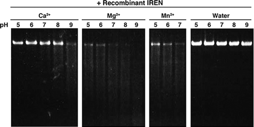 Fig. 6. Effect of pH on the nuclease activity of recombinant IREN in the presence of various metal ions.