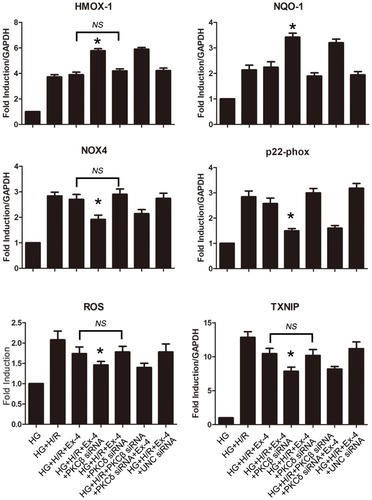 Figure 6 Knockdown of PKCβ but not PKCδ restored anti-oxidative stress effects of GLP-1R in H9C2 cells cultured by high glucose. *P<0.05 vs HG + H/R + Ex-4 group and HG + H/G + Ex-4 + UNC siRNA group.