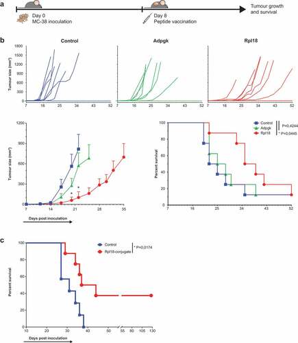 Figure 6. Therapeutic vaccination with Rpl18 neo-peptide-based vaccinations improves tumor control. (a) Schematic representation of therapeutic vaccination protocol. 3 × 105 tumor cells were subcutaneously injected in the right flank. Eight days post inoculation, tumors established and a single synthetic neo-peptide vaccination was given intradermally at the tail-base. (b) Therapeutic vaccination with 10 nmol of extended synthetic peptide harboring neo-epitopes of Adpgk or Rpl18 delayed outgrowth of MC-38 tumors. At day 20, average tumor size in Adpgk-vaccinated mice was two-fold reduced (279 vs. 563 mm3, P = 0,1894), while Rpl18 vaccination reduced tumor size nearly 10-fold (60 mm3, P = 0,0163). This trend was maintained 22 days post inoculation (Adpgk: 574 vs. 817 mm3, P = 0,4098; Rpl18: 102 vs. 817 mm3, P = 0,0083). Subsequent median survival was extended in Rpl18 vaccinated mice (37 vs 23,5 days, P = 0,0445), while no significant extension was observed for Adpgk-vaccinated mice (26,5 days, P = 0,4244). (Eight mice per group; error bars indicate SEM; multiple t tests and Gehan-Breslow-Wilcoxon test were used for statistical analysis of tumor size and survival, respectively) (representative results of two independent experiments). (c) To improve vaccination efficacy we conjugated the Rpl18 neo-peptide to Upam TLR2-ligand (also known as Amplivant®). Therapeutic vaccination with 10 nmol of Rpl18-conjugate against established tumor significantly improved tumor control and survival compared to Upam-control (P = 0,0174; n = 8 vs n = 7 in control group; log rank tested) (depicted results are from a single experiment).