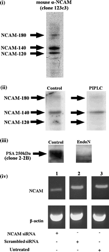 Figure 1.  Western blot analysis of (i) the NCAM profile of control neural cells; all three isoforms of NCAM (-120, -140, -180) are expressed by neural cells; (ii) PIPLC-treated neural cells; 70% of NCAM-120 is removed. (iii) EndoN-treated cells; embryonic neural cells are highly sialylated (PSA was detected at 250 kDa), while enzymatic digestion resulted in complete removal of PSA from NCAM. (iv) PCR analysis at 48 h post transfection of NCAM siRNA transfected cells (lane 1), cells transfected with scrambled oligos (lane 2) and untreated cells (lane 3) (n=3). β-actin was used for normalization. Data are representative of 2 or 3 independent experiments.