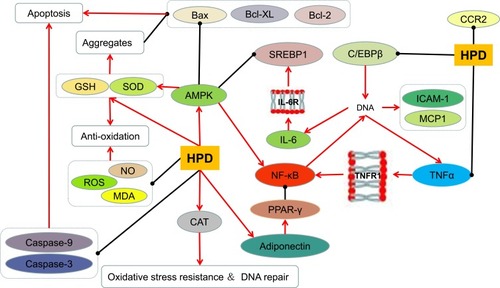Figure 4 The effect of hesperidin on oxidation and inflammation.
