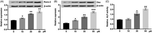 Figure 2. NGR1 promoted MC3T3-E1 cells differentiation in a dose-dependent manner. (A) The expression of Runx-2 was elevated by NGR1 at protein levels. (B) The expression of Osx was increased in MC3T3-E1 cells pre-treated with NGR1. (C) ALP activity was enhanced by NGR1. MC3T3-E1 cells were pre-treated with NGR1 (0–50 μmol/L) for 48 h. NGR1: Notoginsenoside R1; Osx: Osterix; ALP: alkaline phosphatase. *p < .05, **p < .01, or ***p < .001 compared to control.