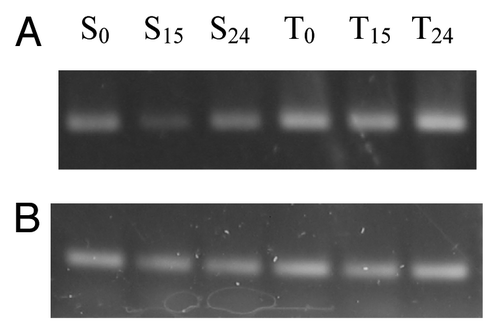 Figure 7. (A) Semi-quantitative Reverse Transcription-PCR expression analysis of three C. olitorious samples (S0, S15 and S24) and three C. trilocularis samples (T0, T15 and T24) using XTHG'F and XTH 3′R primers. (B) The housekeeping gene β-actin was used to verify the quantitation.