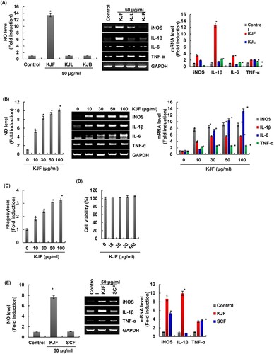 Figure 1. Effect of KJF on macrophage activation in RAW264.7 cells. (A) RAW264.7 cells were treated with KJF, KJL and KJB for 24 h. NO level and mRNA level were measured by Griess assay and RT-PCR, respectively. (B) RAW264.7 cells were treated with KJF for 24 h. NO level and mRNA level were measured by Griess assay and RT-PCR, respectively. (C) RAW264.7 cells were treated with KJF for 24 h. Phagocytic activity was measured by a neutral red assay. (D) RAW264.7 cells were treated with KJF for 24 h. Cell viability was measured by MTT assay. (E) RAW264.7 cells were treated with KJF and SCF for 24 h. NO level and mRNA level were measured by Griess assay and RT-PCR, respectively. *P < 0.05 compared to the cells without the treatment.