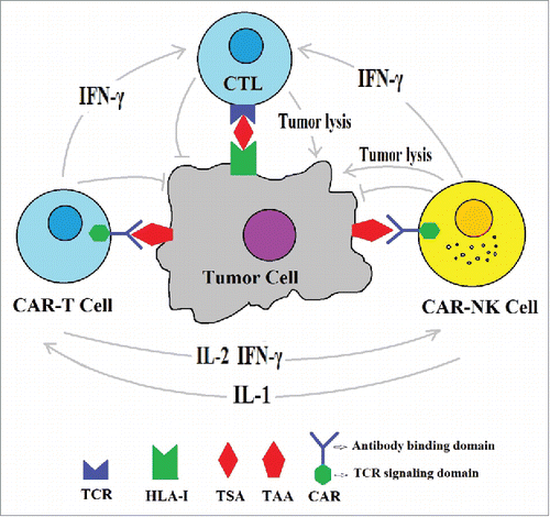 Figure 1. Combinational CAR-T plus CAR-NK cell therapy hypothesis: The CAR-T, CAR-NK and CTL are simultaneously induced to exert synergistic anti-tumor activity.