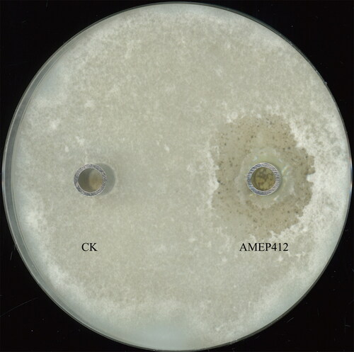 Figure 1. Antifungal activity of AMEP412 against M. oryzae. M. oryzae spore suspension was coated on an oat medium agar plate and incubated at 28 °C for 7 days. CK (control): 100 μL sterile distilled water, AMEP412: AMEP412 protein samples (0.05 mg/mL).