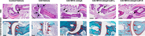 Figure 2 H&E staining (Scale bar = 250 µm) and Safranin O-Fast Green staining (Scale bar = 100 µm) results (n = 3), (The black arrows are inflammatory cells and the red silk arrows are cartilaginous surfaces).