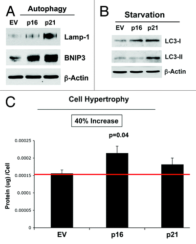 Figure 10. Stable fibroblast cell lines, which constitutively express p16(INK4A) and p21(WAF1/CIP1), show the onset of increased autophagy and/or cell hypertrophy. (A) Autophagy at baseline. Note that after 6 d of culture, the overexpression of markers of autophagy (Lamp-1 and BNIP3) is observed, especially in cells overexpressing p21(WAF1/CIP1). Blotting with β-actin is shown as a control for equal protein loading. (B) Autophagy after starvation. Note that after 12 h of starvation in Hepes-buffered HBSS, the overexpression of markers of autophagy (LC3-I/II) is observed, especially in cells overexpressing p21(WAF1/CIP1). Blotting with β-actin is shown as a control for equal protein loading. (C) Cell hypertrophy. Note that after 2 d of culture, cell hypertrophy is observed, especially in cells overexpressing p16(INK4A).
