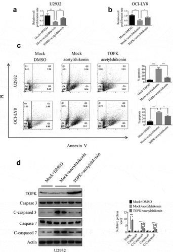 Figure 6. TOPK overexpression attenuates the effect of acetylshikonin. (a-b) U2932 and OCI-LY8 cells were infected with a lentivirus carrying TOPK cDNA or treated with 10 µM acetylshikonin, and cell growth was determined at 72 h using the MTS assay. The data represent the mean ± S.D. for three individual experiments (*p < 0.05, **p < 0.01, n = 3). (c) U2932 and OCI-LY8 cells were infected with a lentivirus carrying TOPK cDNA or treated with 10 µM acetylshikonin, and cell apoptosis was detected by staining with annexin V and PI (Q1 indicates dead cells, Q2 indicates late apoptotic cells, Q3 indicates early apoptotic cells, Q4 indicates viable cells). The data represent the mean ± S.D. for three individual experiments (*p < 0.05, ***p < 0.001, n = 3). (d) U2932 cells were infected with a lentivirus carrying TOPK cDNA or treated with 10 µM acetylshikonin, and the cleaved caspase 3 and caspase 7 protein levels were assessed by Western blots. The data represent the mean ± S.D. for three individual experiments (**p < 0.01, ***p < 0.001, n = 3).