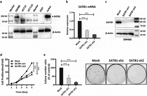 Figure 3. SATB1 promote CRC proliferation and colony formation. (a)The expression of SATB1 protein in SW480, HCT15, HCT116 and 293T cells was detected by western blot. (b), (c) RT-PCR and western blot were used to verify the interference results of SATB1 protein expression in SW480 cells. (d) CCK-8 assay showed that the proliferation ability of SATB1-knockdown cell line was decreased. (e) Clone formation experiment showed that SATB1-knockdown cell lines had reduced clone formation. The results represent at least three independent experiments. The data are represented as the mean ± SD ***p < .001 (two-tailed student’s t-test).