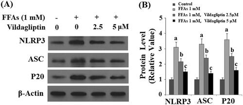 Figure 5. Vildagliptin prevents FFA-induced endothelial NLRP3 inflammasome activation. Human umbilical vein endothelial cells (HUVECs) were treated with high FFAs (1 mM) in the presence or absence of vildagliptin (2.5, 5 μM) for 24 h. (A). Western blot analysis of NLRP3, ASC, and cleaved caspase 1 (P20); (B). Quantification of western blot results (a, b, c, p < .01 vs. previous column group).