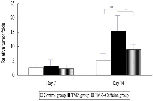 Figure 1. The relative tumor folds at each week in three groups. The relative tumor folds were not significantly different between three groups at day 7 (P = 0.5449). The relative tumor fold of TMZ group was higher significantly than that of the control group and that of the TMZ plus Caffeine group at day 14 (P < 0.001 and 0.022, respectively). But, the relative tumor fold of TMZ plus Caffeine group was not significantly higher than that of the control group at day 14 (P = 0.265).