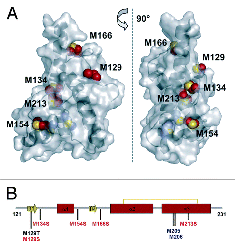Figure 1. Design of hPrP121–231 mutants. (A) NMR structure of the C-terminal domain of human PrP (residues 125–228, PDB 1QM0) in surface representation. Side chain atoms of solvent accessible methionine residues are highlighted as red spheres, while blue spheres indicate the completely buried Met residues 205 and 206. (B) Scheme of the secondary structure indicating the position of methionines. Met residues highlighted in blue are buried and have therefore not been considered for mutation, while the mutation shown in black resulted in the M129T mutant and the substitutions depicted in red were introduced to obtain the mutant v-hPrP121–231.