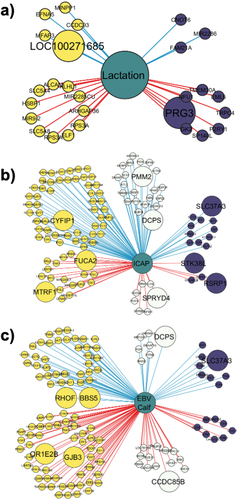 Figure 7. Comethylation network between the regions and first neighbours of a) lactation status and b) body capacity index (ICAP) c) milk EBV of the calf. Yellow nodes represent genes associated with hypomethylated DMRs, and purple nodes represent those genes associated with hypermethylated DMRs. The white nodes are regions not detected as DMRs by DSS. The blue lines represent positive correlations, while the red lines indicate negative correlations. Larger nodes were regions that were annotated against promoter regions (−3,000 to 3,000 bp from the TSS).