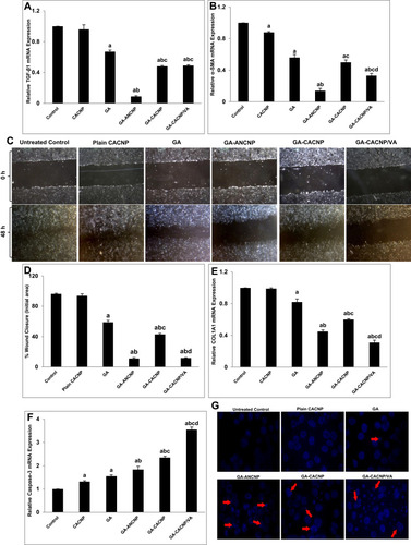 Figure 10 Antifibrogenic effects of GA-CNPs on fibrosis markers in aHSCs; (A&B) Representative graphs showing mRNA expression levels of activation [(A) TGF-β1 and (B) α-SMA] in aHSCs; (C) representative images of migration of aHSCs at 0 and 48 h treated with medium, plain CNPs,free GA, and GA-CNPs (x40 magnification); (D) representative graph showing the percentage of wound closure after 48 h; (E&F) representative graphs showing mRNA expression levels of (E) collagen synthesis (COL1A1) and (F) apoptosis (Caspase-3) markers in aHSCs; (G) representative fluorescent photomicrographs showing nuclear morphological changes of apoptotic nuclei (red arrows) in DAPI stained aHSC-T6 treated with medium, plain CNPs, free GA and GA-CNPs. Results are expressed as mean ± SD of three independent experiments, (n=3). ap < 0.05 vs control untreated aHSCs; bp < 0.05 vs GA-treated aHSCs; cp < 0.05 vs GA-ANCNP; dp < 0.05 vs GA-CACNP.