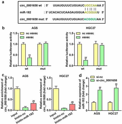 Figure 3. miR-182 was a target of circ_0001658. (a) Binding sites between miR-182 and circ_0001658 predicted by bioinformatics analysis. (b) Luciferase activity of AGS and HGC27 cells co-transfected with miR-182 mimic and wild-type or mutation type circ_0001658. (c) Enriched circ_0001658 levels of biotinylated miR-182 group and control group. (d) The expression of miR-182 was determined by using RT-qPCR. **P < 0.01, compared with nc mimic, biotin-nc, and si-nc group.