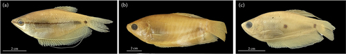 Figure 5. Representative specimens of each species (a) T. leerii; (b) T. pectoralis; (c) T. trichopterus.