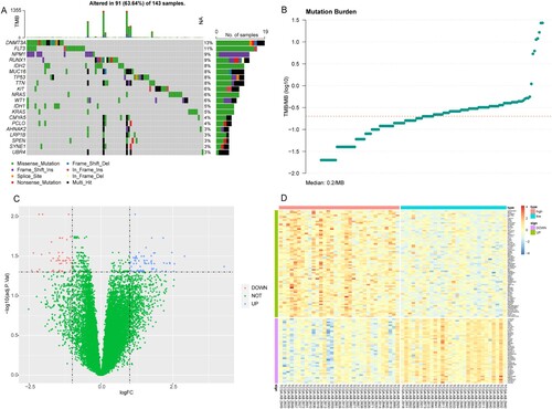 Figure 1. The results of mutation status and differential expression analyses in AML patients in TCGA database. (A) The top 20 genes with the highest mutation rates in AML patients. (B) TMB distribution value. X-axis: TMB value; Y-axis: log10(TMB). (C) Volcano plot of DEGs. X-axis: Log2FC; Y-axis: −log10(P adjust); blue: upregulated genes; red: downregulated genes. (D): Heat map of DEGs. X-axis: samples; Y-axis: various genes; red: highly expressed genes; blue: lowly expressed genes; green: upregulated genes; purple: downregulated genes.