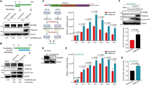 Figure 6. TRIB3 facilitates EV-A71 replication in a SCARB2-independent manner. (a) HCT-8 cells were transfected with control-HA or TRIB3-HA plasmids. At 3 h or 10 h post transfection, HCT-8 cells were harvested for WB assay with indicated antibodies. (b) HCT-8 cells were transfected with control-HA or TRIB3-HA plasmids. At 3 h post transfection, HCT-8 cells were mock-infected or infected with EV-A71 (MOI = 1.0) for 7 h. The cells were harvested for WB assay with indicated antibodies. (c) 293 T cells were transfected with control-HA or TRIB3-HA plasmids. At 24 h post transfection, the cells were transfected again with EV-A71 subgenomic replicon RNA and luciferase reporter activities were determined at different time (n = 6). (d) HCCLM3 cells and SCARB2-KO HCCLM3 cells were harvested for WB assay with indicated antibodies. (e) SCARB2-KO HCCLM3 cells were transfected with control-HA or TRIB3-HA plasmids. At 24 h post transfection, the cells were transfected again with EV-A71 subgenomic replicon RNA and luciferase reporter activities were determined at different time (n = 6). (f–g) SCARB2-KO HCCLM3 cells were transfected with control-HA or TRIB3-HA plasmids. At 24 h after transfection, cells were mock-infected or infected with EV-A71 (MOI = 1) for 24 h. The cells were harvested for WB assay with indicated antibodies (f, n = 3) and qRT-PCR assay (g, n = 3). P < 0.05, two-way ANOVA with Holm-Sidak multiple comparisons test (c, e) or Student’s t-test (f, g).