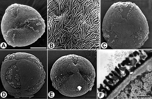 Figure 10. Pollen grains of Veronica subg. Pocilla (Subsect. Agrestes). A. V. filiformis, polar view. B. V. opaca, striato-reticulate surface structure, apocolpium (SEM). C, D. V. persica: C. polar view, tricolpate grain (SEM); D. polar view, pantocolpate grain (SEM). E. V. agrestis, polar view (SEM). F. V. persica, section through pollen wall (TEM). Scale bars – 10 μm (A, C–E ); 1 μm (B, F).