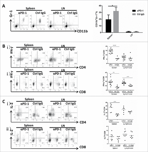 Figure 6. Blocking of the PD-1/PD-L1 pathway results in decreased levels of MDSCs and enhanced IL-2 and IFN-γ secretion by CD4+ T cells and CD8+ T cells in anti-PD-1 mAb -treated group. (A) Representative flow cytometric analysis and the percentages of MDSCs in spleen, lymph node are shown. (B) Representative flow cytometric analysis and the percentages of CD4+ and CD8+ T cells secreting IFN-γin spleen, lymph node are shown. (C) Representative flow cytometric analysis and the percentages of CD4+ and CD8+ T cells expressing IL-2 in spleen, lymph node are shown. All data represent average ± SD. Statistical significance was determined by Student t test, #p < 0.05, ##p < 0.01, ###p < 0.001,####p < 0.0001.