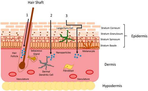 Figure 1 Mechanisms of nanocarriers promoting percutaneous absorption of efficacy components.