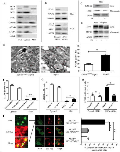 Figure 5. The phosphorylation of ATG4B at Ser34 promotes its mitochondrial translocation in HCC cells. (A) Cytosol and mitochondria fractions were separately isolated from HepG2 cells using a differential centrifugation strategy and an anti-TOMM22 magnetic beads method. Then the proteins in the cytosol and mitochondria were analyzed by immunoblotting assays, taking the total cellular proteins from the whole cell lysate (WCL) as a control. (B) HepG2 cells were transfected with the control siRNA or ATG7 siRNA. Then the WCL and mitochondrial proteins were detected by immunoblotting assays. (C) The mitochondrial fractions obtained from HepG2 cells using the differential gradient centrifugation strategy were treated with or without proteinase K (PK), and then subjected to immunoblotting assays. (D) The mitoplasts separated from HepG2 cells were treated with or without PK, and then subjected to immunoblotting assays. (E) The distributions of ATG4B in ATG4BCRISPR HepG2 cells and wild-type HepG2 cells were examined with immunogold-labeling electron microscopy assays (bar: 200 nm), and the ATG4B-positive dots were counted. Sixty random fields were observed from 3 samples (20 fields per sample), and the statistical diagram represents the average number of ATG4B-positive dots per field. (F and G) HepG2 cells were transfected with the indicated siRNAs or expression plasmids. Then the distributions of ATG4B in the cytosol and mitochondria were determined with immunogold-labeling electron microscopy assays, and the average ATG4B-positive dots in one field were calculated and statistically analyzed. (H) ATG4BCRISPR HepG2 cells were transfected with the indicated expression plasmids in the presence or absence of PTEN siRNA. Then the distributions of ATG4B in mitochondria were detected with immunogold-labeling electron microscopy assays, and the average ATG4B-positive dots in one field were calculated and statistically analyzed. (I) ATG4BCRISPR HepG2 cells were transfected with the indicated expression plasmids. Then the cells were stained with MitoTracker Red (MT-Red) and observed under a fluorescence confocal microscope (bar: 5 μm). The colocalization of GFP-puncta with mitochondria was evaluated. The data in the statistical diagram were from 30 random fields of 3 samples (10 fields per sample). Data are mean±SD from 3 independent experiments. *, P < 0.05; **, P < 0.01; ns, no significance. Mito, mitochondria; OMM, outer mitochondrial membrane; IMM, inner mitochondrial membrane; GFP-ATG4BWT, 1 × GFP-tagged wild-type ATG4B expression plasmid; GFP-ATG4BS34A, 1 × GFP-tagged mutant ATG4B expression plasmid (in which Ser34 of ATG4B was mutated to Ala); AKT1AA, AKT1WT, ATG4BWT and ATG4BS34A were the corresponding expression plasmids as described in Figure 2.