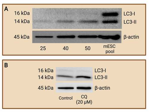 Figure 5. Western blot analysis of LC3-I and LC3-II protein expression to monitor autophagy. Mouse preimplantation embryos were cultured to the blastocyst stage and separated via electrophoresis with various numbers of blastocyst per lane. Western blot analyses of LC3-I and LC3-II were carried out to determine the minimum number of blastocysts required to achieve LC3 abundance at a detectable level. R1 wild-type mouse ES cells pool was included as a control. It was determined that a minimum of 50 blastocysts is required (A). An example of western blot of LC3-I and LC3-II after chloroquine (CQ) treatment (B). Mouse preimplantation embryos were cultured for 48 hours, then treated with 20 µM of CQ for 30 mins prior to fixation. Note that treatment with CQ resulted in a greater abundance of LC3-II (14 kDa) compared to control embryos, which reveals the buildup of autophagosomes in the preimplantation embryos after halting autophagosome degradation. The difference in LC3-II abundance between groups reflects autophagic flux that can be easily compared by densitometry analysis. No CQ treatment was included in the control condition. LC3-I (16 kDa); LC3-II (14 kDa); and β-actin (45 kDa; loading control) are shown. Created with BioRender.com. (Data courtesy of Zuleika C. L. Leung).