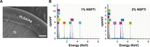 Figure 2 EDSscanning along the cross-section of nanosilver/PLGAcoating (A). Elements in nanosilver/PLGAcoatings detected by EDS(B). White scale bar =20 μm.Abbreviations: EDS, energy-dispersive spectroscopy; NSPTi, nanosilver/poly (dl-lactic-co-glycolic acid)-coated titanium; PLGA, poly (dl-lactic-co-glycolic acid).