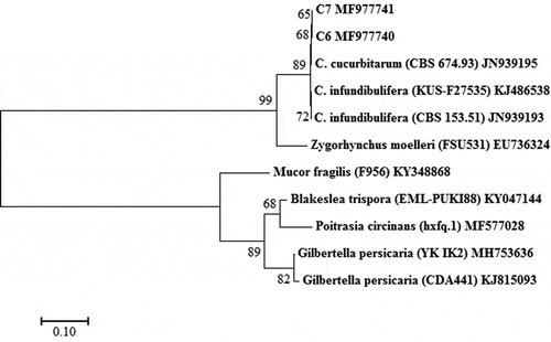 Fig. 4 Phylogenetic tree constructed by the neighbour-joining method comparing the LSU region of isolates C6 and C7 with sequences of 3 isolates of 2 Choanephora species and 6 isolates of 5 species used as outgroups. GenBank accession numbers are shown next to each species. The bar indicates nucleotide substitutions per site. Numbers of bootstrap support values ≥ 50% based on 1000 replicates.