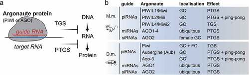 Figure 1. The RNA-induced silencing complex (RISC). (A) Argonaute proteins (AGO and PIWI subfamilies) associate with small RNAs to form RNA-induced silencing complexes (RISC). Within RISC, the sequence of the guide RNA determines target specificity by complementary base-pairing. The associated Argonaute protein, its subcellular localization and co-factors determine effector mechanisms that result in transcriptional (TGS) or post-transcriptional gene silencing (PTGS). (B) Mouse (M.m.) piRNAs associate with PIWIL1-4 in germ cells (GC). PIWIL1-2 piRNA complexes localize to the cytoplasm and induce target-RNA degradation. PIWIL4 piRNA complexes establish epigenetic silencing in the nucleus. microRNAs (miRNAs) associate with AGO1-4. SiRNAs associate with AGO2 in female germ cells. Drosophila melanogaster (D.m.) piRNAs associate with one of three PIWI proteins. Piwi-piRISC are present in germ cells and in follicle cells (FC) of the ovary and induce transcriptional silencing (TGS). Aubergine (Aub) and Ago-3 are restricted to germ cells, degrade target RNAs, and engage in ping-pong production of secondary piRNAs. MiRNAs associate with AGO1. SiRNAs associate with AGO2.