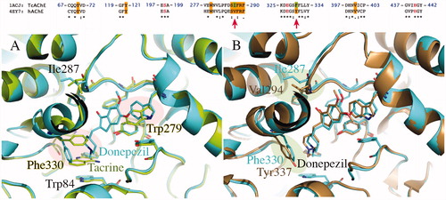 Figure 4. (A) Superposition of crystallographic structures for TcAChE co-crystallized with tacrine (1ACJ, in green) and Donepezil (1EVE, in blue). (B) Superposition of TcAChE (1EVE residue Phe330, Ile287, in blue) and hAChE (4EY7 residue Tyr337, Val294, in brown), both in complex with Donepezil. Red circles highlight the most important ligand-induced conformational changes. Pairwise sequence alignment for T. californica (PDB ID: 1ACJ, 1EVE) and human (PDB ID: 4EY7) AChE is also provided. The catalytic triad is reported in red.