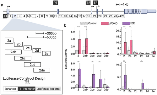 Figure 2. Luciferase reporter analysis of InR regulatory region demonstrates that enhancer 2 has separable dFOXO and 20E elements. a) InR intronic region divided into 25 ~ 1.5kb fragments (1–25). Enhancer 2 was cloned into smaller 300 bp and 600 bp fragments (2a-2e,2ab-2de). Each enhancer fragment was cloned into a luciferase reporter 5’ of the InR T1 basal promoter. b) Enhancer 2 300 bp and 600 bp fragments treated with dFOXO or 20E. In this and following experiments, data represent biological replicates, with at least three experiments per construct. Normalization is relative to activity of the parental enhancer 2. Vehicle controls for 20E treatment were ethanol; for dFOXO, empty expression vector.