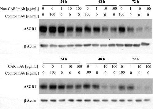 Figure 6. Treatment of HepG2 cells with CAR and non-CAR’ anti-ASGR1 antibodies decreases ASGR1 levels. HepG2 cells were pulsed with varying concentrations (1, 10 and 100 µg/mL) of CAR antibody and non-CAR’ antibody (an antibody binding to human ASGR1 with no pH/Ca-sensitivity) for 24, 48 and 72 hours. Treated cells were lysed and analyzed for ASGR1 levels through western blot.