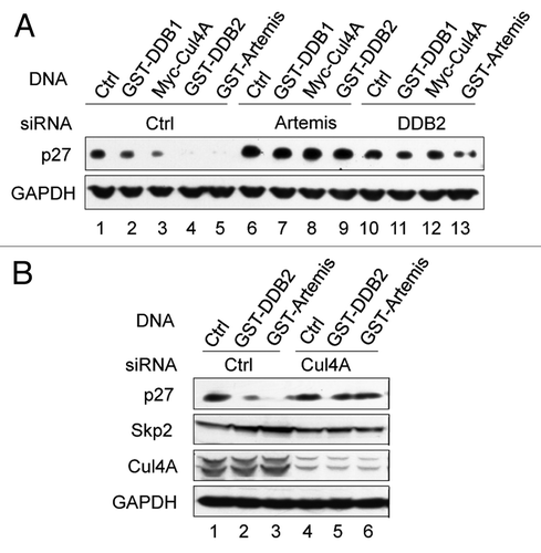 Figure 4 Artemis and DDB2 regulate p27 protein levels through the Cul4A-based E3 ligase complex. (A) Artemis and DDB2 are required for p27 degradation by the Cul4A-based E3 ligase complex. HeLa cells were transfected with control, Artemis or DDB2 siRNAs. After 24 h, cells were transfected with the indicated DNa, and 24 h later, cells were harvested for immunoblot analysis. (B) Cul4A is required for Artemis or DDB2-mediated p27 degradation. HeLa cells were transfected with control or Cul4A siRNAs, and 24 h later, cells were transfected with the indicated DNA. Cells were harvested after an additional 24 h for immunoblot analysis.