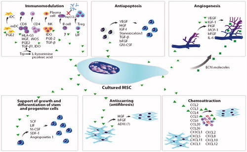 Figure 1. Mesenchymal stromal cells – mechanisms of action. (Reprint from Singer NG and Caplan AL. Mesenchymal stem cells: mechanisms of inflammation. Annu Rev Pathol. 2011; 6:457–78. With permission from Annual Reviews).