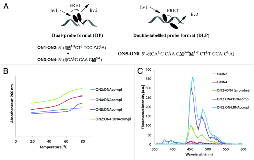 Figure 2. Representation of fluorescent probes prepared in this study (A), thermal denaturation curves (B), and steady-state fluorescence emission spectra (C) of single-stranded model probes ON2, ON4 and their complexes with cDNA and RNA obtained in a medium salt phosphate buffer ([Na+] = 110 mM) using absorbance at 260 nm (B), excitation wavelength 340 nm (C) and 1.0 µM concentration of oligonucleotides.