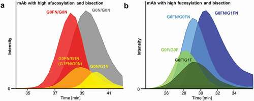 Figure 2. Extracted ion chromatograms of AC-MS with glycoengineered mAbs containing a high level of bisected and afucosylated glycoforms (a) and high level of bisected and fucosylated glycoforms (b). Increased affinity is observed for afucosylation compared to 1x (a)fucosylation. Bisected fucosylated glycoforms showed also increased affinity compared to non-bisected fucosylated glycoforms. Positive effect of galactosylation is represented for each glycosylation feature.