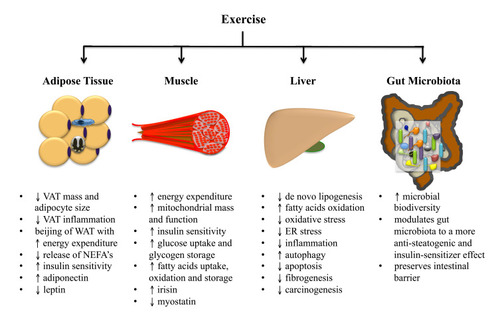 Figure 1 The anti-steatogenic mechanisms of exercise.