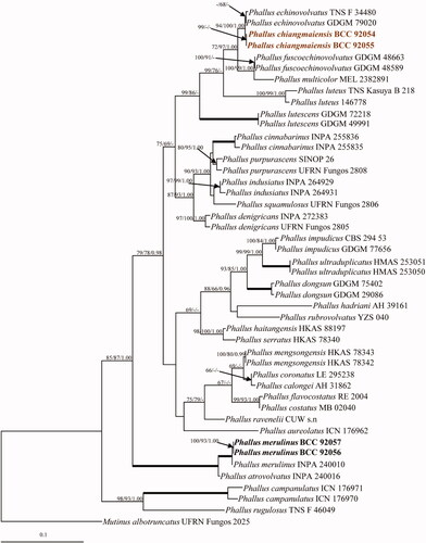 Figure 2. Phylogenetic relationships of Phallus spp. from a combined ITS, LSU, and atp6 analyses. Numbers at the significant nodes represent ML bootstrap values/MP/Bayesian posterior probabilities, multiplied by 100; bold lines in the tree represent 100% bootstrap (BSMP, BSML) and 1.00 posterior probability (BPP).
