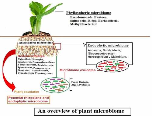 Figure 1. Role of the plant microbiome.