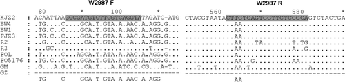 Fig. 8. Partial sequences of the 3′ untranslated region (UTR) region of target gene used for design of the primers specific for identification of Fusarium oxysporum f. sp. cubense tropical race 4. Sequences of the fungal isolates were aligned by ClustalX version 1.8. ‘.’ indicates the same nucleotide as one in the isolate XJZ2 and ‘-’ indicates no nucleotide corresponding to the one in the isolate XJZ2. The full-length target DNA sequences are provided in supplementary Fig. S1.
